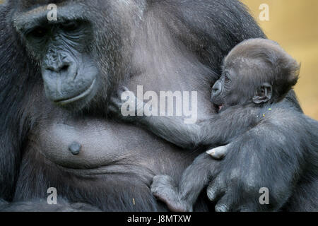 Ist ein Westlicher Flachlandgorilla Baby in den Armen ihrer Mutter gewiegt, Touni, Bristol Zoo Gardens, wo die Pfleger ergaben sich zum ersten Mal, es ist ein kleines Mädchen und sie sind jetzt Appell an die Öffentlichkeit zu helfen, sie zu nennen. Stockfoto