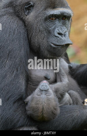 Ist ein Westlicher Flachlandgorilla Baby in den Armen ihrer Mutter gewiegt, Touni, Bristol Zoo Gardens, wo die Pfleger ergaben sich zum ersten Mal, es ist ein kleines Mädchen und sie sind jetzt Appell an die Öffentlichkeit zu helfen, sie zu nennen. Stockfoto