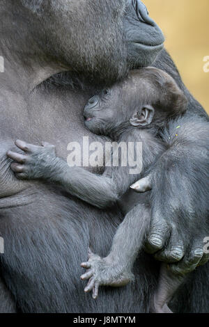 Ist ein Westlicher Flachlandgorilla Baby in den Armen ihrer Mutter gewiegt, Touni, Bristol Zoo Gardens, wo die Pfleger ergaben sich zum ersten Mal, es ist ein kleines Mädchen und sie sind jetzt Appell an die Öffentlichkeit zu helfen, sie zu nennen. Stockfoto