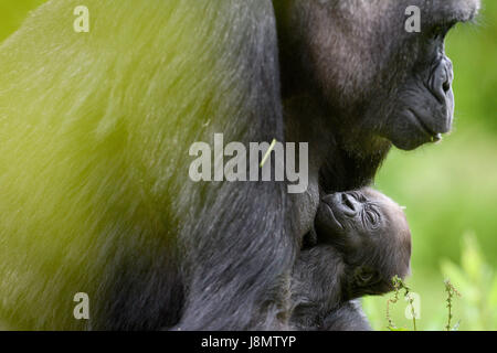 Ist ein Westlicher Flachlandgorilla Baby in den Armen ihrer Mutter gewiegt, Touni, Bristol Zoo Gardens, wo die Pfleger ergaben sich zum ersten Mal, es ist ein kleines Mädchen und sie sind jetzt Appell an die Öffentlichkeit zu helfen, sie zu nennen. Stockfoto