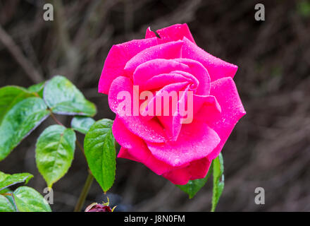 Nasse rosa Rose im Regen im Frühjahr in West Sussex, England, UK. Stockfoto