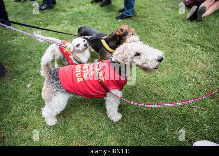 London, UK. 29. Mai 2017. Fox-Hunting März 29. Mai 2017, London - Hunde tragen ein Anti Fuchsjagd Kostüm Credit: Anja Riedmann/Alamy Live News Stockfoto