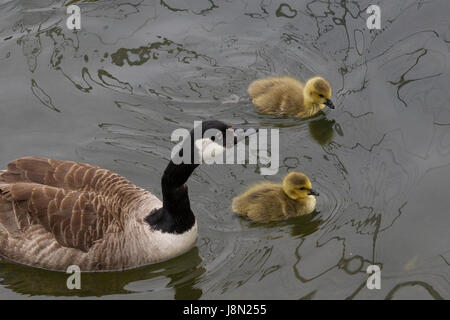 Cumbria, UK. 29. Mai 2017. Großbritannien Wetter. Bowness Bay am Lake Windermere. Bewölkter Tag setzt nicht aus 150 Mancunian chinesische aus mit einem großen Tag, von Manchester Credit: Gordon Shoosmith/Alamy Live News Stockfoto