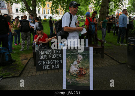 London, UK. 29. Mai 2017. Anti-Jagd-Gruppen marschieren durch London fordert, dass die 2004 Jagd Gesetz bleibt. Theresa kann gesagt hat "persönlich, ich war schon immer für die Fuchsjagd" trotz 84 % der britischen Öffentlichkeit das Verbot zu unterstützen. Der Marsch beginnt am Cavendish Square in London und endet in der Downing Street. Penelope Barritt/Alamy Live-Nachrichten Stockfoto