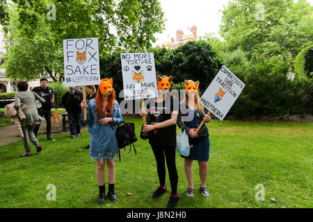 London, UK. 29. Mai 2017. Anti-Jagd-Gruppen marschieren durch London fordert, dass die 2004 Jagd Gesetz bleibt. Theresa kann gesagt hat "persönlich, ich war schon immer für die Fuchsjagd" trotz 84 % der britischen Öffentlichkeit das Verbot zu unterstützen. Der Marsch beginnt am Cavendish Square in London und endet in der Downing Street. Penelope Barritt/Alamy Live-Nachrichten Stockfoto