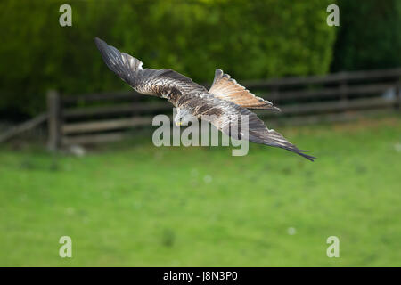 Ein Rotmilan (Milvus milvus) im Flug Stockfoto