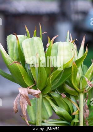 Samen von Fritillaria Imperialis im Garten. Fritillaria Imperialis auf den unscharfen Hintergrund hautnah Stockfoto