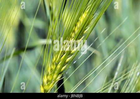 Ährchen des jungen Weizen hautnah. Ähren grüne Unreife. Stockfoto