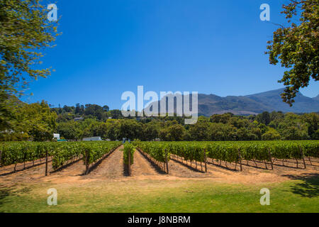 Stellenbosch, Südafrika: 29. Januar 2015: Groot Costantia Stellenbosch Wine Tasting Tour Stockfoto