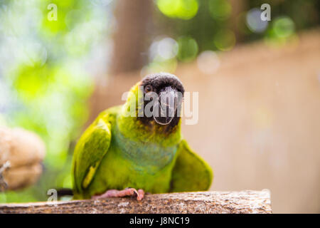 Die Welt der Vögel Kapstadt Papagei Stockfoto