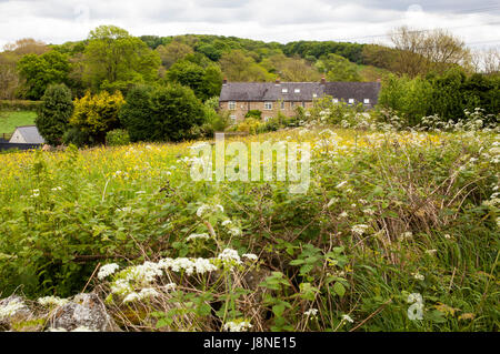 Eine Wildblumenwiese in ländlichen Derbyshire, England, UK. Stockfoto