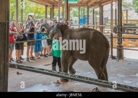 Editorial: PINNAWALA, SRI LANKA, 7. April 2017 - Elefant Kalb gefüttert vor Touristen auf das Elefantenwaisenhaus in Pinnawala Stockfoto
