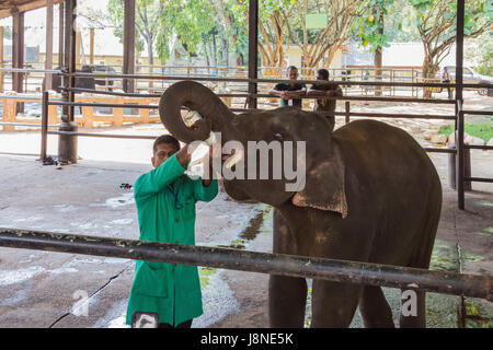 Editorial: PINNAWALA, SRI LANKA, 7. April 2017 - Elefant Kalb gefüttert mit Milch, das Elefantenwaisenhaus in Pinnawala Stockfoto