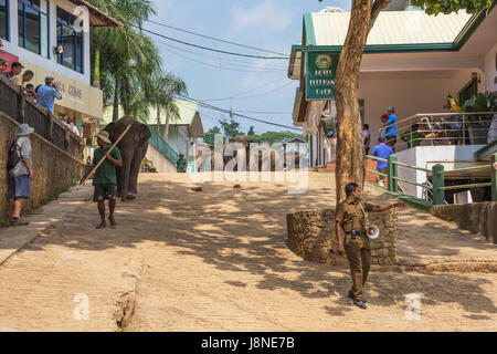 Editorial: PINNAWALA, SRI LANKA, 7. April 2017 - Elefantenherde nähert sich durch die Straßen von Pinnawala, vorangestellt Tierpfleger und ein Polizei-m Stockfoto