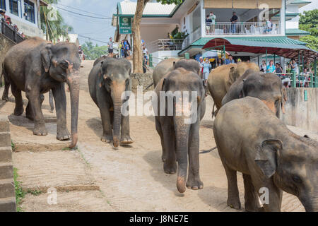 Editorial: PINNAWALA, SRI LANKA, 7. April 2017 - Herde Elefanten marschieren durch die Straßen von Pinnawala, umgeben von Touristen Stockfoto