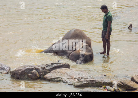 Editorial: PINNAWALA, SRI LANKA, 7. April 2017 - Tierpfleger beobachten Elefanten genießen ein Bad im Fluss Stockfoto