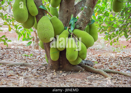 Cluster von Jackfrüchte hing an einem Baum, warten darauf, geerntet zu werden. Selektiven Fokus auf die Frucht. Stockfoto