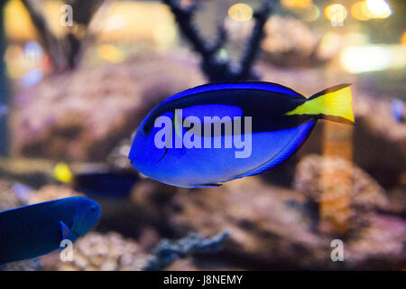 Exotische tropische Fische im Two Oceans Aquarium. Cape Town, Südafrika. Stockfoto