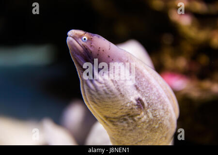 Geometrische Aal Fisch im Two Oceans Aquarium. Kapstadt, Südafrika. Stockfoto