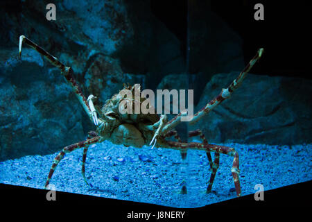 Riesigen Seespinnen im Two Oceans Aquarium Stockfoto