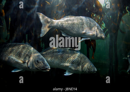 Exotische tropische Fische im Two Oceans Aquarium. Cape Town, Südafrika. Stockfoto