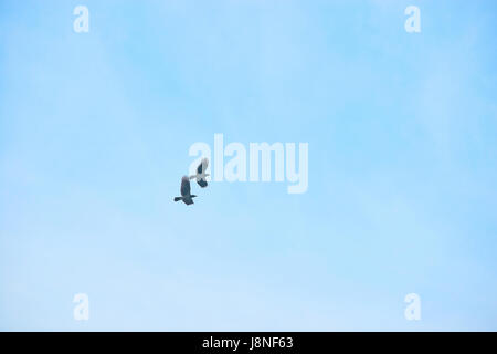 Krähen in den Himmel. Stockfoto