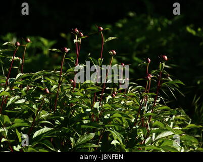 Wichtigsten Flachschuss aus einer Gruppe von Pfingstrose Knospen. Stockfoto