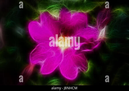 Fraktale abstrakt lila Blüten auf einem schwarzen Hintergrund. Neon Blume Stockfoto