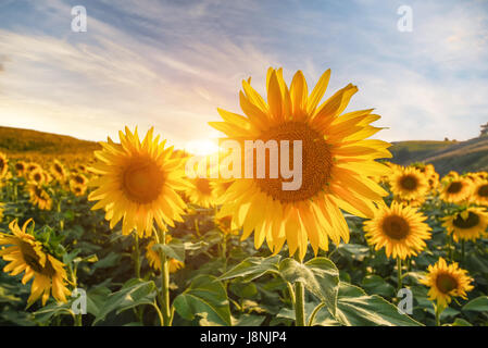 Sommerlandschaft: Schönheit Sonnenuntergang über Sonnenblumen Feld Stockfoto