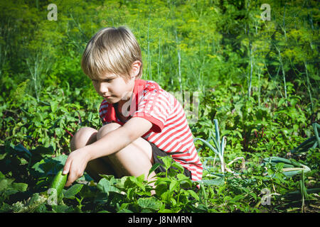 Kind Kommissionierung frisches Gemüse im Garten im Sommertag. Familie, gesunde, Gartenarbeit, Lifestyle-Konzept Stockfoto