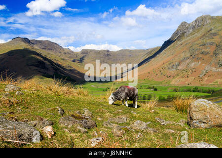 Eine native Herdwick Schafe weidet oberhalb der dramatischen Kulisse der Great Langdale im Lake District. Stockfoto