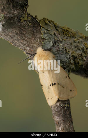 Gelber Fleckleib-Bär, Gelber Fleckleibbär, Gelbe Tigermotte, Spilarctia Lutea, Spilarctia Luteum, Spilosoma Lutea, Spilosoma Luteum, Buff Ermine Motte, Stockfoto