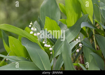 Gewöhnliches Maiglöckchen, Mai Glöckchen, Convallariaarten Majalis, Leben von Valley, Lily Of The Valley, Muguet, Muguet de Mai Stockfoto