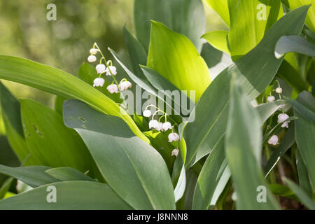 Gewöhnliches Maiglöckchen, Mai Glöckchen, Convallariaarten Majalis, Leben von Valley, Lily Of The Valley, Muguet, Muguet de Mai Stockfoto