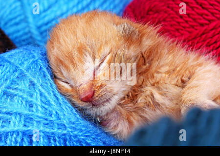 New Born Baby Katze schlafen. nett schön wenig wenige Tage alten orange Creme Farbe cute kitten. Stockfoto