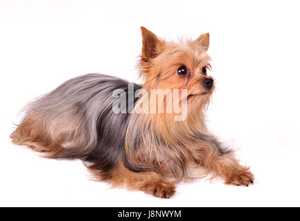 Freundschaft, isoliert, Closeup, Tier, Tier, Säugetier, braun, braun, brünett, Stockfoto