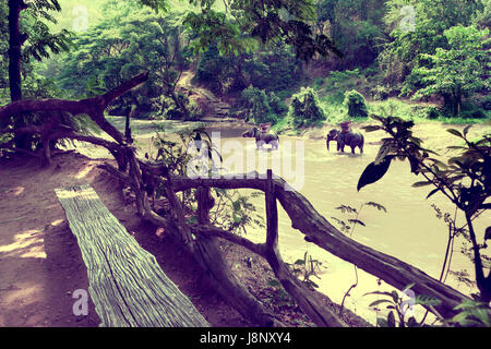 Reiten Sie auf einem Elefanten im Wald im Chiang Mai. Thailand.Exotic Asien reisen. Stockfoto