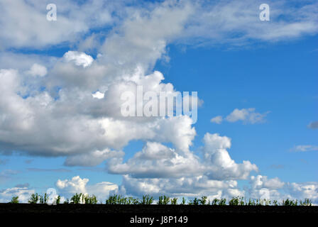 Große flauschige Wolken auf eine blaue Feder Himmel über ein gepflügtes Feld Humus und Baum Pflanzen Linie, Ukraine Stockfoto