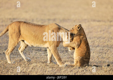 Löwenjunges (Panthera Leo) spielt mit seiner Mutter auf die Savanne, Serengeti Nationalpark, Tansania Stockfoto