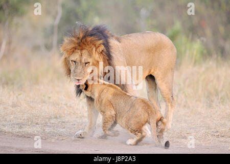 Löwe (Panthera Leo) Cub Gruß seines Vaters, Serengeti Nationalpark, Tansania. Stockfoto