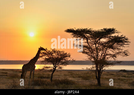 Giraffe (Giraffa Plancius) Essen eine Akazie mit Sonnenuntergang Hintergrundbeleuchtung und Ndutu-See, Ngorongoro Conservationa Gebiet, Tansania. Stockfoto