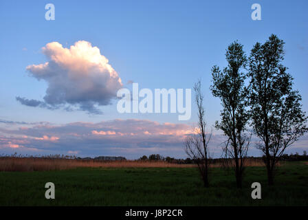 Wolke in der Form eines Fisches bei Sonnenuntergang über die Wiese mit Pappeln, Sommer, Ukraine Stockfoto