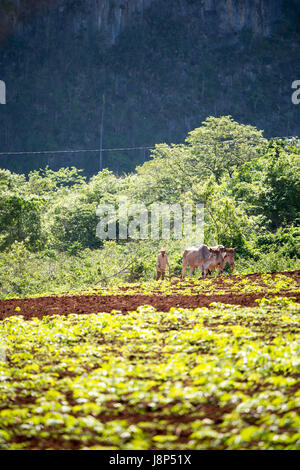 Leben auf dem Bauernhof, Vinales Stockfoto