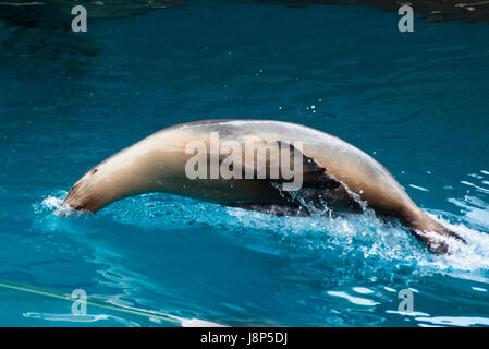 Kalifornische Seelöwen Tauchen ins Wasser während Taronga Zoo Siegel zeigen, Sydney, Australien. Stockfoto