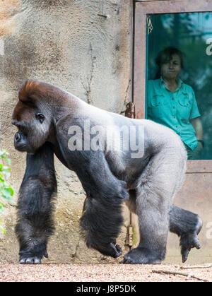 Tierpfleger im Auge behalten Silverback Gorilla im Taronga Zoo in Sydney, Australien. Stockfoto