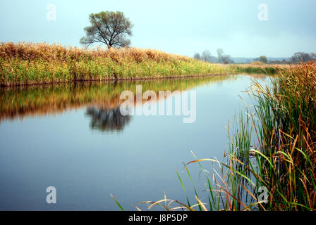 Reflexion des Baumes in den Fluss, das Schilf am Ufer, nebligen Morgen, Herbst in der Ukraine Stockfoto