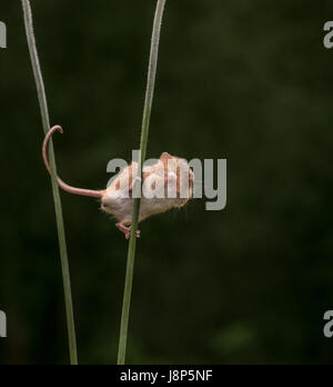 Schauen Sie nicht nach unten! Stockfoto