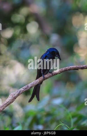 Schwarzer Drongo, Dicrurus Macrocercus, schöner Vogel im Wald Stockfoto