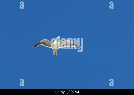 Möwe Möwe schwarz-weiß Flug isoliert auf einem blauen Himmel fliegen Stockfoto