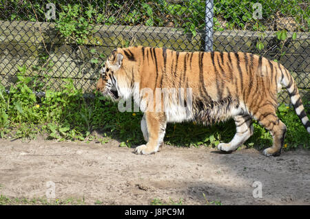 Tiger Stimulation in der Natur Stockfoto